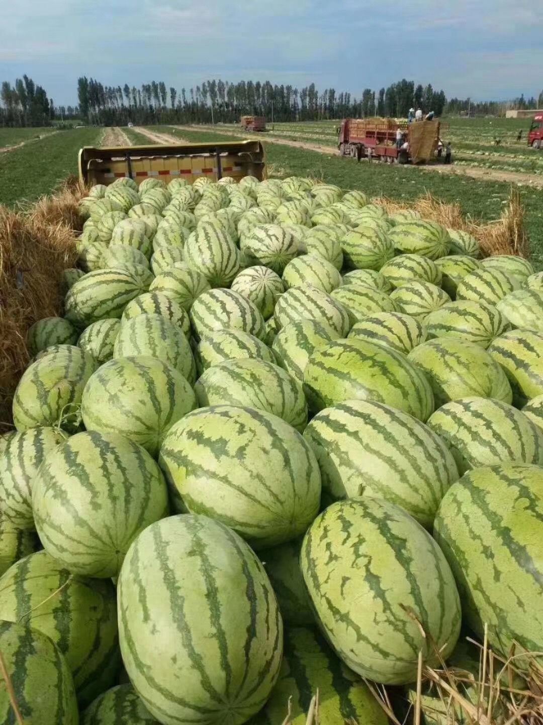 新疆斗狗比赛视频_新疆土狗斗狗_新疆的斗狗的视频