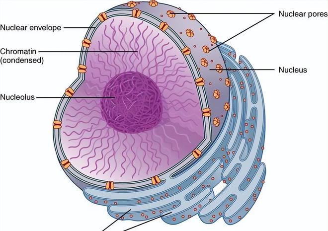 软件下载安装_软件下载安卓_vectornti软件下的3dvi