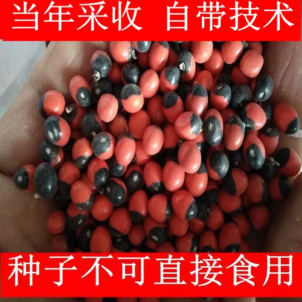 天然种子的结构-揭开植物奥秘：探索天然种子结构及其生态功能