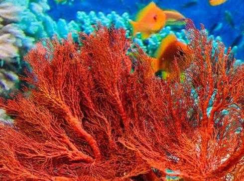 世界最大的珊瑚海_珊瑚海在哪里_珊瑚海世界地图位置