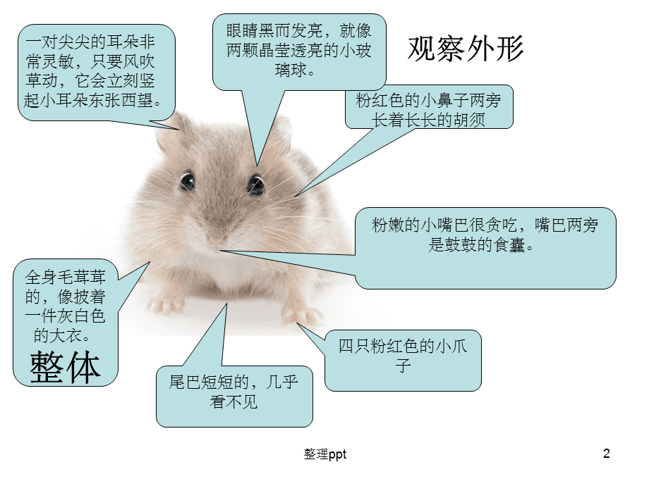 仓鼠名字大全可爱洋气_仓鼠的名字可爱系列_小仓鼠的名字大全