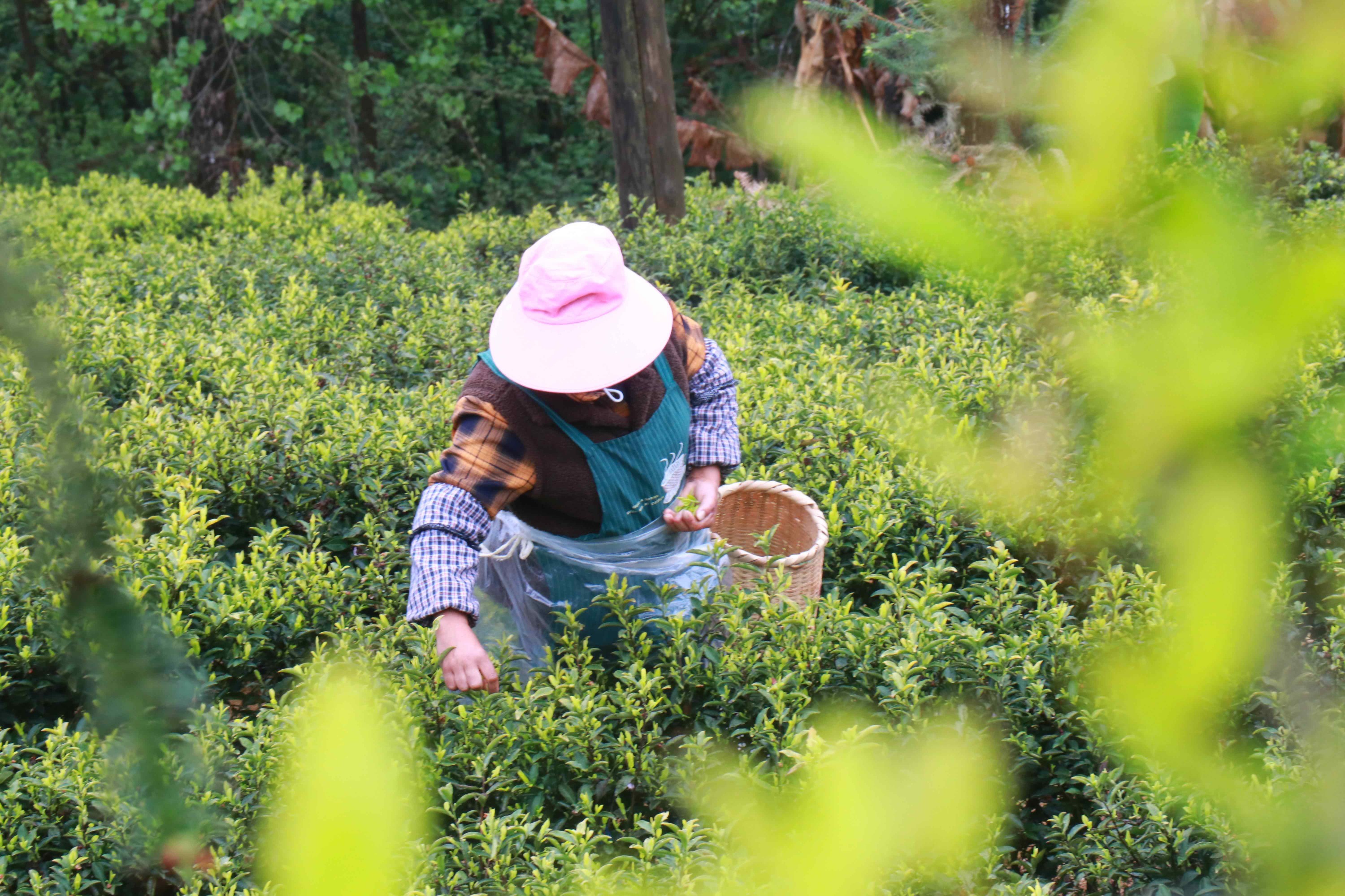 品茗软件操作-品茗软件：品茶之乐，探寻茶道文化的全新体验