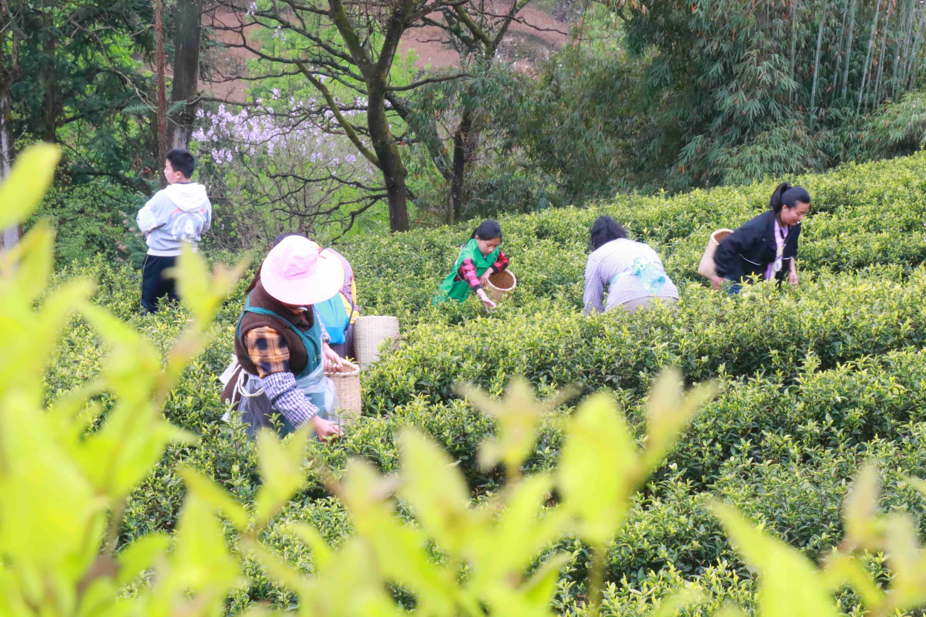 如何使用品茗软件_品茗软件操作_品茗软件使用