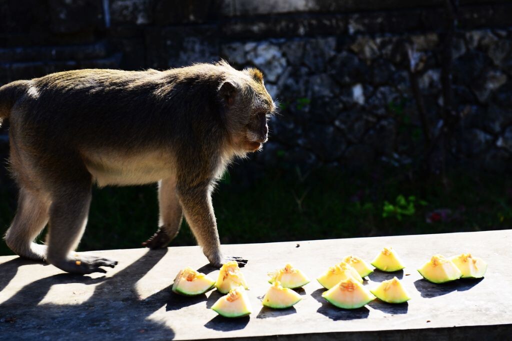 猴子猴子吃香蕉_猴子吃香蕉 50米_吃香蕉的猴子