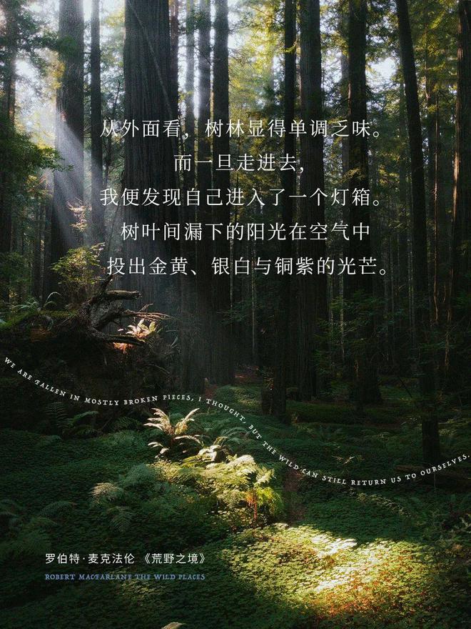 雾境序列百度百科_雾境什么意思_雾之本境真结局