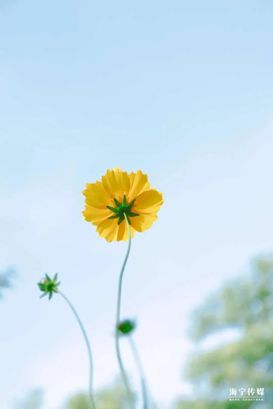 栀子花开游戏答案_栀子花开2024游戏_栀子花开游戏