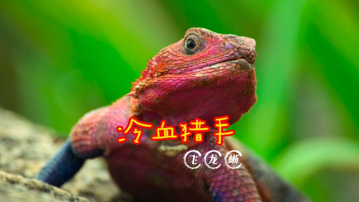 英雄联盟狗头打野天赋_打野狗头带什么天赋_狗头打野天赋