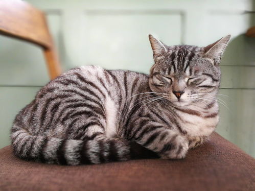 熊猫吃短信 